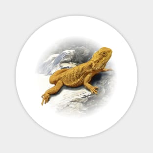 Pogona Magnet